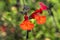 Salvia microphylla `Royal Bumble