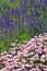 Salvia nemorosa and Argyranthemum frutescens