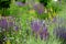 Salvia nemorosa Eremurus stenophyllus prairie flower bed with large sage perennials and tall yellow tips that bloom gradually from
