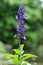 Salvia nemorosa Flower