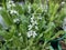 Salvia nemorosa `Sensation White`