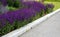 Salvia nemorosa Stippa capilata lush flower bed with sage blue and purple flower color combined with yellow ornamental grasses