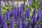 Salvia nemorosa the woodland sage beautiful bright color purple blue flowers in bloom, Balkan clary flowering plants in the gard