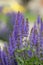 Salvia nemorosa the woodland sage beautiful bright color purple blue flowers in bloom, Balkan clary flowering plants in the gard