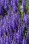 Salvia nemorosa the woodland sage beautiful bright color purple blue flowers in bloom, Balkan clary flowering plants in the gard