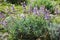 Salvia officinalis