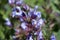 Salvia officinalis