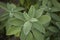 Salvia officinalis close up