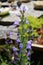 Salvia officinalis commonly Common sage, in blossom with blue, purple and violet little flowers, macro photography from my organic