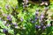 Salvia officinalis commonly Common sage, in blossom with blue, purple and violet little flowers, macro photography from my organic