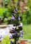 Salvia officinalis commonly Common sage, in blossom with blue, purple and violet little flowers, macro photography from my organic