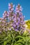 Salvia officinalis with flowers. Sage flower