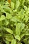 Salvia officinalis L. jecterina
