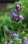 Salvia officinalis in a Natural Setting