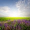 Salvia officinalis prairie flowers among a green fields