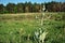 Salvia plant with buds on blurry landscape background, glade, river, wood and sky