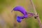 Salvia pratensis