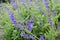 Salvia pratensis with bliush-violet flowers