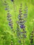 Salvia pratensis, the meadow clary.