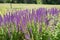 Salvia purple flowers in the summer