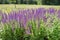 Salvia purple flowers in the summer