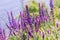 Salvia, purple summer flower of meadow sage plant background