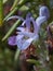 Salvia rosmarinus Romero flower macro