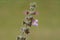 Salvia or sage flowers on stem