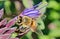 Salvia sage purple flower bee