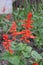 Salvia. Salvia splendens. Flower red. Beautiful inflorescences