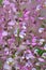 Salvia sclarea flowers