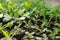 Salvia seedlings in soil blocks. Soil blocking is a seed starting technique that relies on planting seeds in cubes of soil.