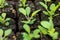 Salvia seedlings in soil blocks. Soil blocking is a seed starting technique that relies on planting seeds in cubes of soil.