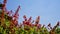 Salvia splendens also known as Scarlet sage