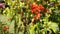 Salvia splendens also known as Scarlet sage