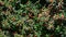 Salvia splendens plants and flowers