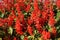 Salvia splendens scarlet flowers and leaves