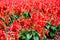 Salvia splendens (scarlet sage, tropical sage)