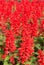 Salvia splendens (Scarlet Sage or Tropical Sage)