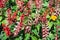 Salvia splendens (scarlet sage, tropical sage)