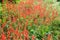 Salvia splendens scarlet sage, tropical sage