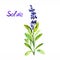 Salvia stem with flowers and leaves, isolated on white background hand painted watercolor illustration