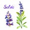 Salvia stem with flowers and leaves, separate flower, isolated on white background hand painted watercolor illustration