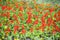 Salvia and tagetes in flowerbed