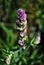 Salvia tesquicola purple flower buds, macro close up detail, grass background