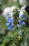 Salvia uliginosa, bright blue flowers