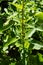 Salvia uliginosa pepper sage leaf and plant
