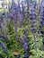 Salvia Victoria blue.  Blue salvia easy perennial