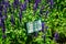 A salvia victoria blue flower with purple or violet color in park with name tag sign board - photo