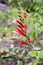 Salvia viridis, annual clary, orval in bloom